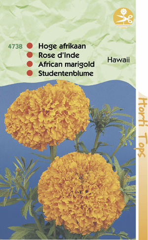 Tagettes ( Afrikaantjes) Hawaii oranje reukloos 0.69